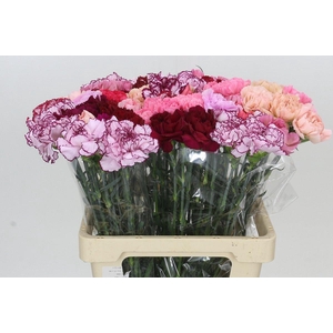Dianthus St Rainbow