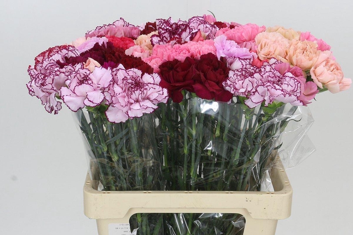 <h4>Dianthus St Rainbow</h4>