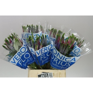 Veronica Colour Mix X 25