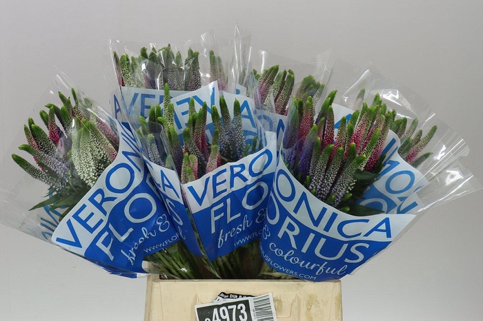 <h4>Veronica Colour Mix X 25</h4>