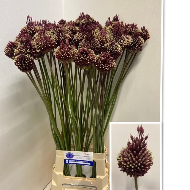 <h4>ALLIUM RED MOHICAN</h4>