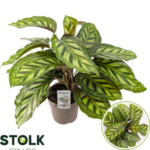 Calathea 17cm 'Moonlight'