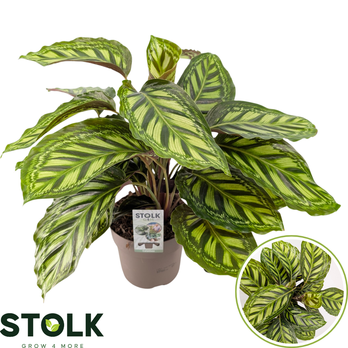 <h4>Calathea 17cm 'Moonlight'</h4>