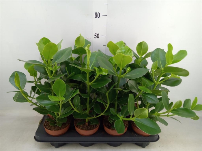 <h4>Clusia rosea 'Princess'</h4>