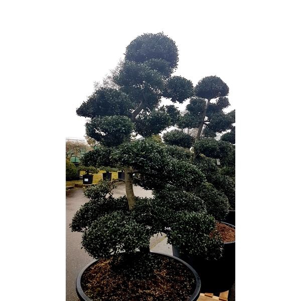 <h4>Ilex crenata - Garden tree</h4>