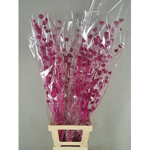 DF Lavatera Bs Erica 120g