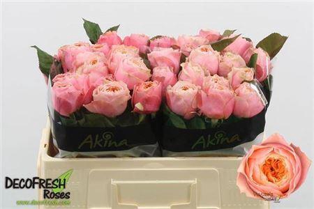 <h4>R Gr Vuvuzela</h4>