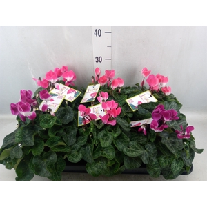 Cyclamen MD 'Indiaka'