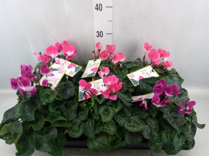 Cyclamen MD 'Indiaka'