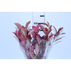 FOLH PHOTINIA VERMELHO 060 CM