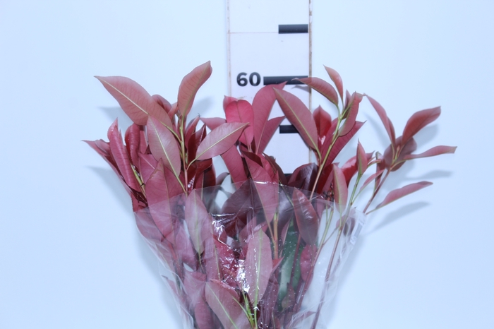 FOLH PHOTINIA VERMELHO 060 CM