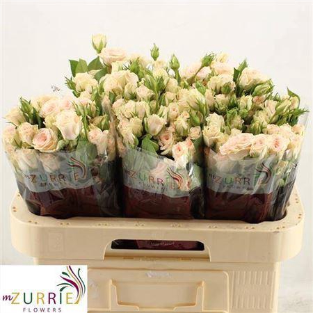 <h4>R Tr Sulawesi!</h4>