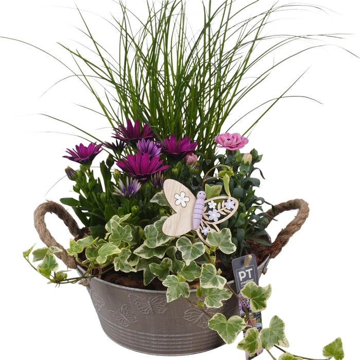 <h4>PTPP6819 Arrangement Patio in metalen bak</h4>
