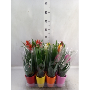 Bromelia   ...mix