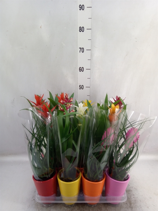 <h4>Bromelia   ...mix</h4>