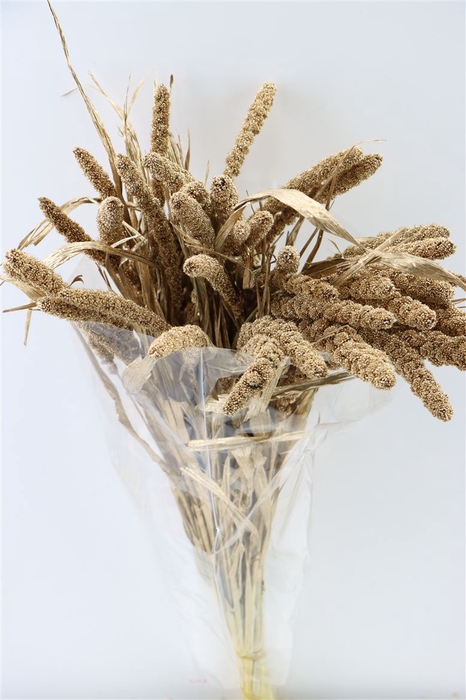 Dried Sorghum Ant. Gold(35st) Bunch Slv