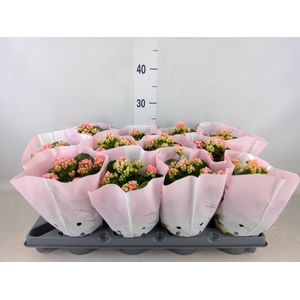 Kalanchoe   ...