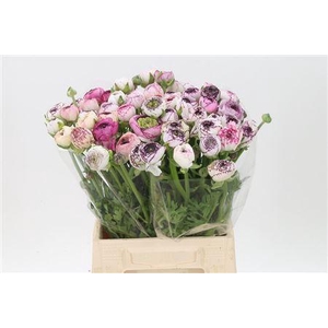 Ran El White Stripes