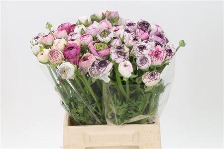 <h4>Ran El White Stripes</h4>