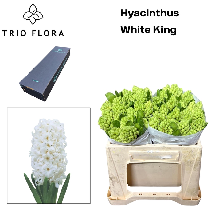 <h4>HYAC WHITE KING Large Box 150</h4>