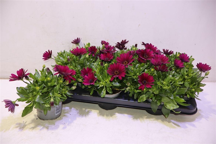 <h4>Osteo Fp Purple</h4>