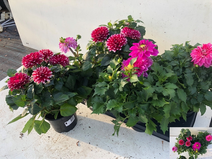 <h4>DAHLIA DAHL GEM</h4>