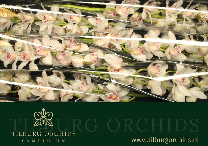 <h4>CYMB T SILVER</h4>