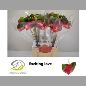 ANTH A EXCITING LOVE