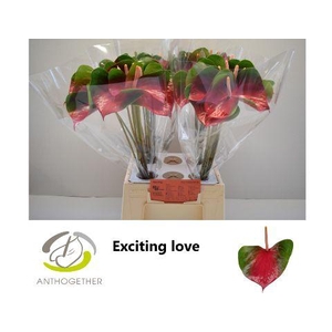 Anthurium Exciting Love