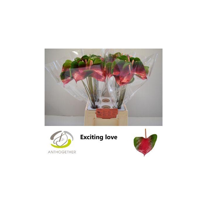 <h4>Anth A Exciting Love</h4>