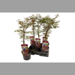 ACER PA GARNET