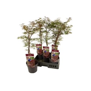 ACER PA GARNET