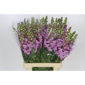 Antirrhinum Potomac Lavender