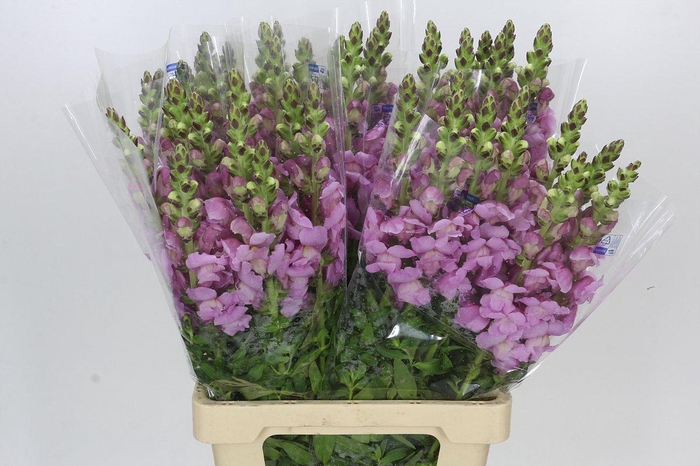 Antirrhinum Potomac Lavender