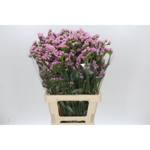 Limonium Statice Pink Light