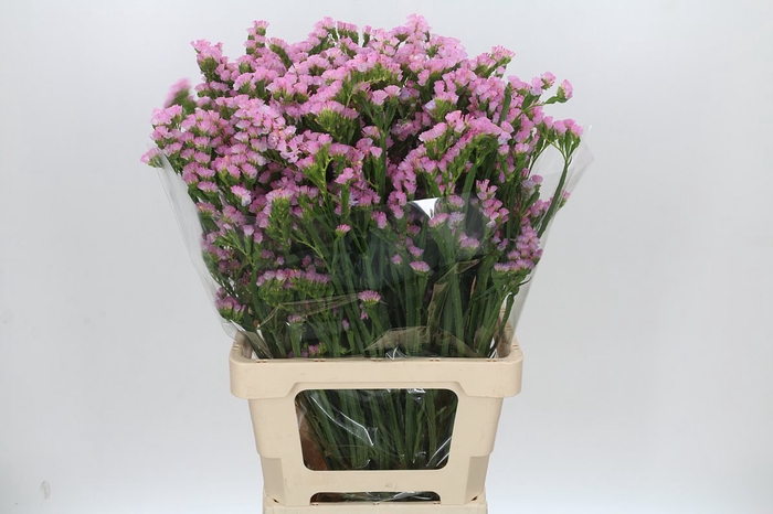 <h4>Limonium Statice Pink Light</h4>