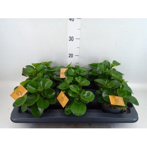 Peperomia obt. 'Green Gold'