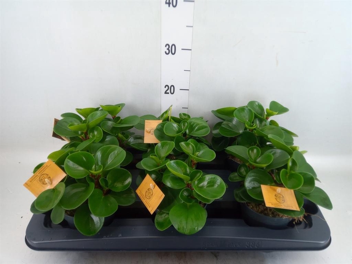 Peperomia obt. 'Green Gold'