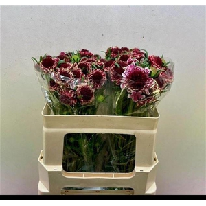 Scabiosa Sweet Cherry Scoob Rozelman Ziv