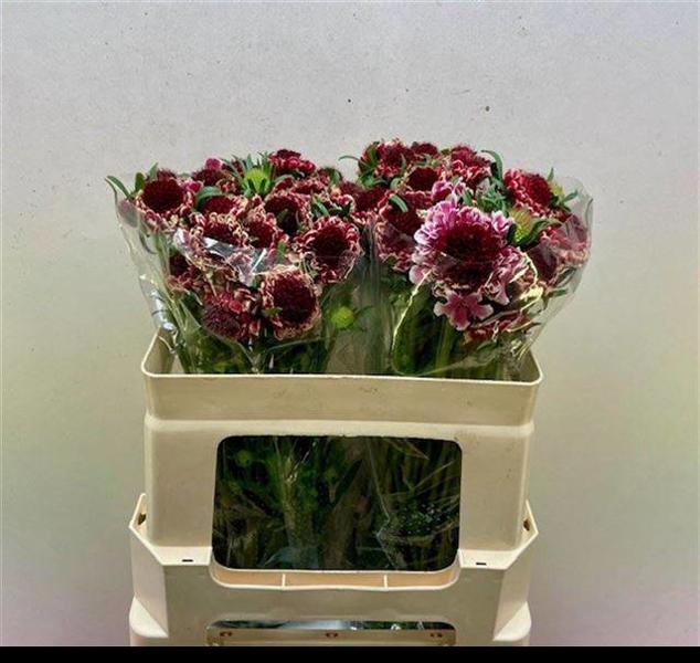 <h4>Scabiosa Sweet Cherry Scoob Rozelman Ziv</h4>