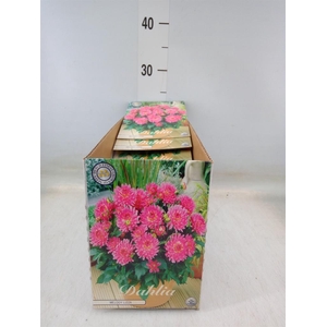 Dahlia   ...flowerbulbs