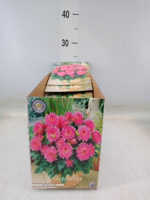 <h4>Dahlia   ...flowerbulbs</h4>