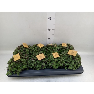 Callisia repens 'Turtle'