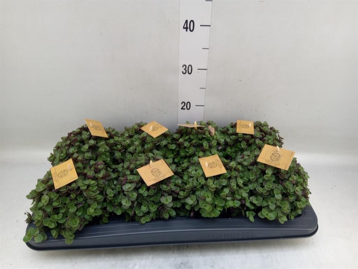 <h4>Callisia repens 'Turtle'</h4>