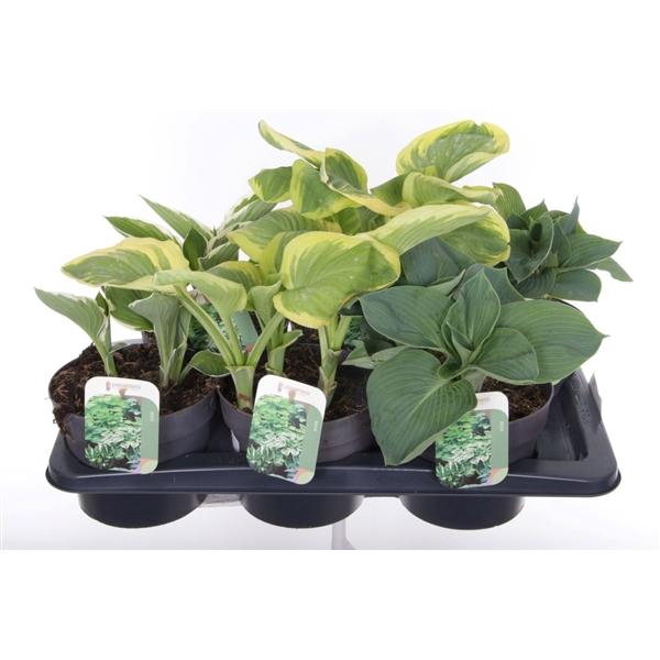 Hosta overig