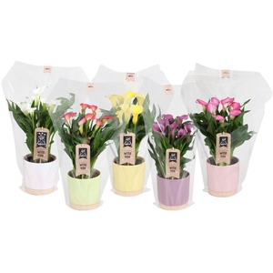 Zantedeschia gemengd Calla mix in Julia keramiek