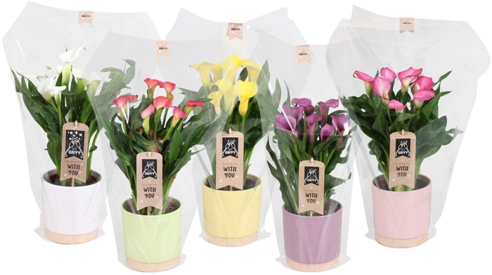 <h4>Zantedeschia gemengd Calla mix in Julia keramiek</h4>