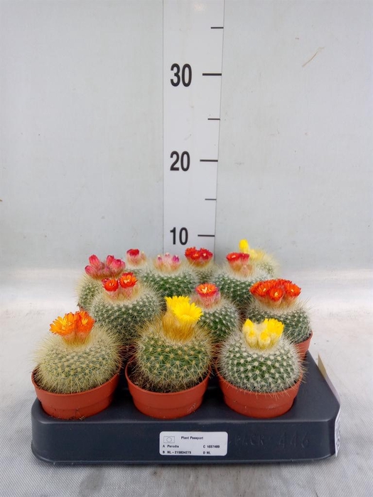 <h4>Cactus   ...</h4>