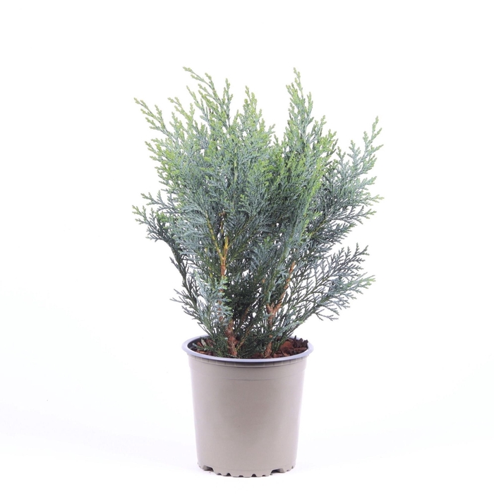 <h4>Chamaecyparis lawsoniana 'Pelt's Blue'</h4>
