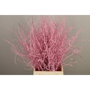 Betula paint light pink